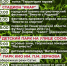 Саровчан приглашают на празднование Дня России - ZatoSarov.Ru